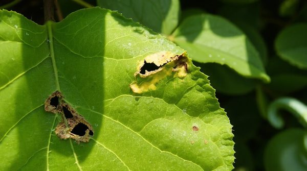 Meilleures stratégies pour utiliser les nématodes sf contre les chenilles du verger